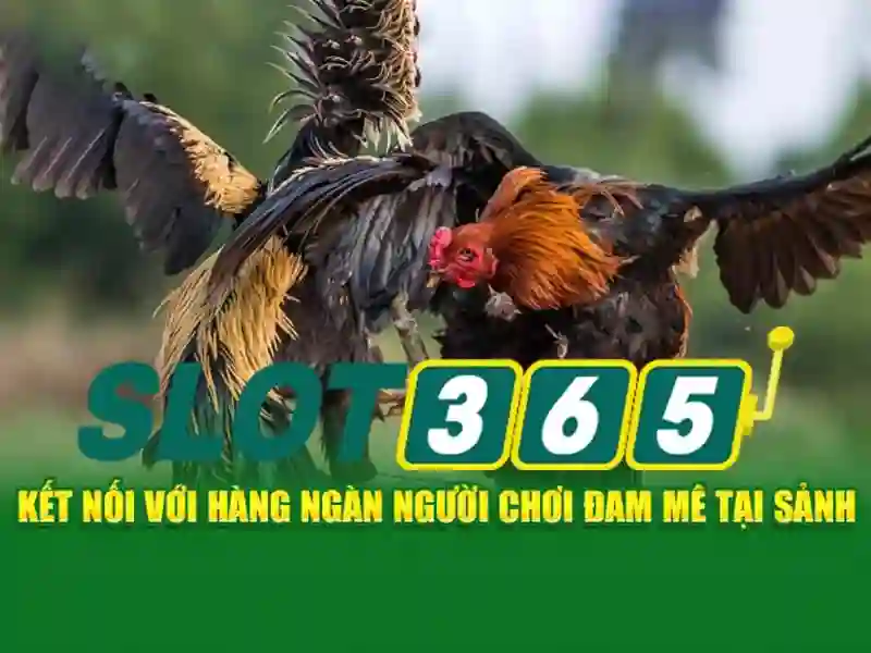 An toàn và khuyến mãi