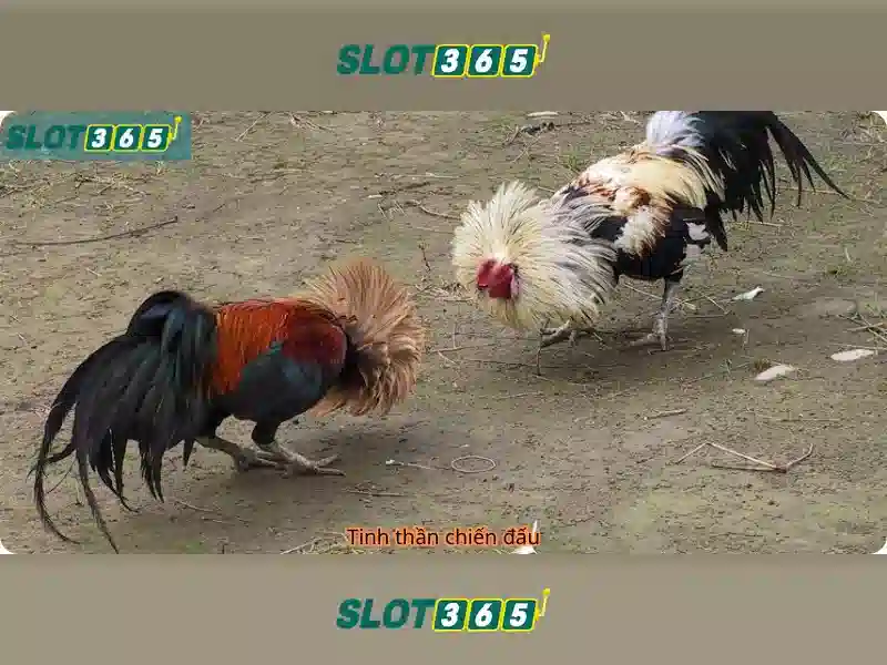Lợi ích của Slot365 cho người chơi tại Việt Nam